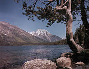 The Grand Tetons - Triptych - Right Panel